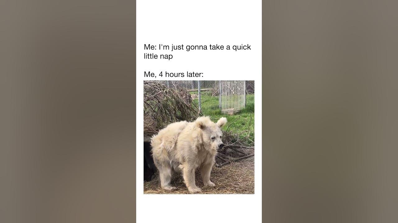 Me taking a nap is like hibernating bear meme youtube