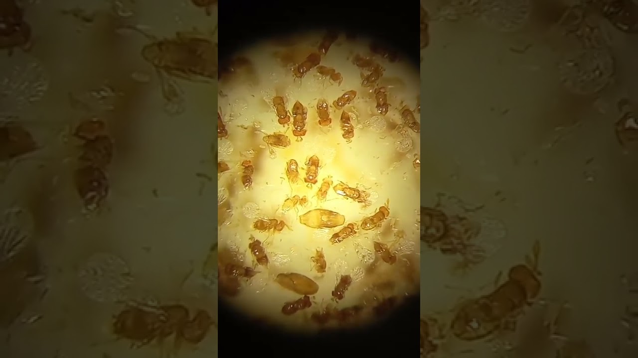 Трихограмма Паразитоид Яйцеед Бабочек Полезный Агент Биометода. 