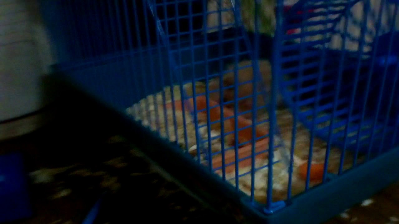 Розказ о нашем хомяке - YouTube