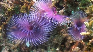 Tube Worms and Squirts of Bali