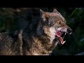 Beautiful wolf slow  wolf slow motion beautiful clip  awolfquote awolfquote wolf