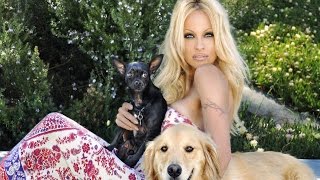 Pamela Anderson : My Dog Committed Suicide Because Of My EX Pamela Anderson : My Dog Committed Suicide Because Of My EX