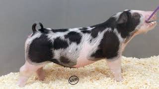 Lot 2-5 Spot Gilt