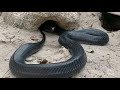 Eastern indigo snake release in Conecuh National Forest