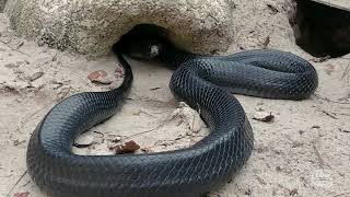 Eastern indigo snake release in Conecuh National Forest
