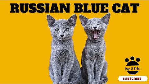 Watch the video about Russian Blue Cat, Blue Cat, Shorthair russian cat