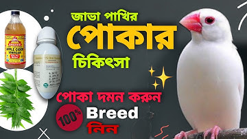 জাভা পাখির চিকিৎসা | Insects Or Mites in Java sparrow bird (V- 121)