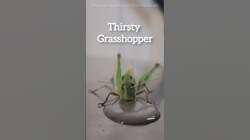 Thirsty Grasshopper #shortsvideo  #shorts #shortsvideo
