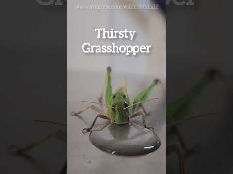 Thirsty Grasshopper #shortsvideo