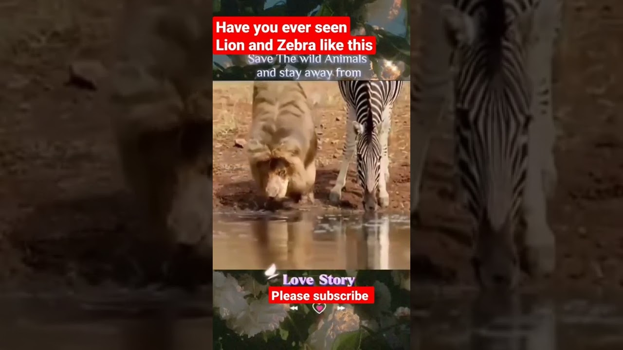 have you ever seen Lion and Zebra together like this. 