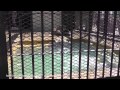 姫路市立動物園のホッキョクグマ　ユキ（♀） の動画、YouTube動画。