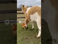 A chicken chasing a cow
