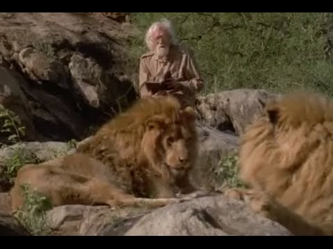 Прогулка со львами -To Walk With Lions