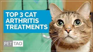 Top 3 Cat Arthritis Treatments  Make Your Cat Feel Better!