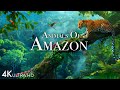 Animals of amazon 4k  animals that call the jungle home  amazon rainforest scenic relaxation film