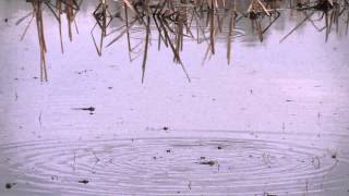 Southern Leopard Frog Chorus