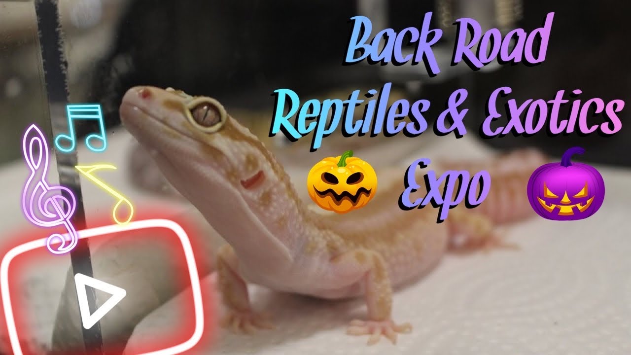 Findlay Ohio Reptile Expo Oct 2019 YouTube