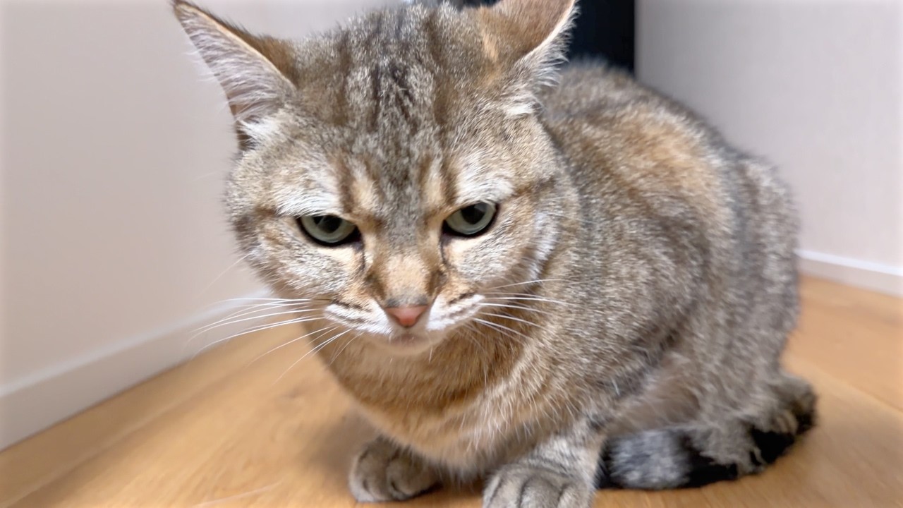 I Got Sick and Now My Cats Won't Leave My Side… - YouTube