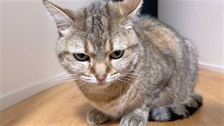 I Got Sick and Now My Cats Won't Leave My Side… - YouTube