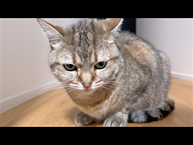 I Got Sick and Now My Cats Won't Leave My Side… - YouTube