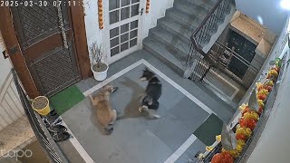 Funny Neighbour Dog Fight Funny Animal Fight