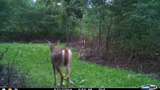 Cuddeback Black Flash - HD Video Clip