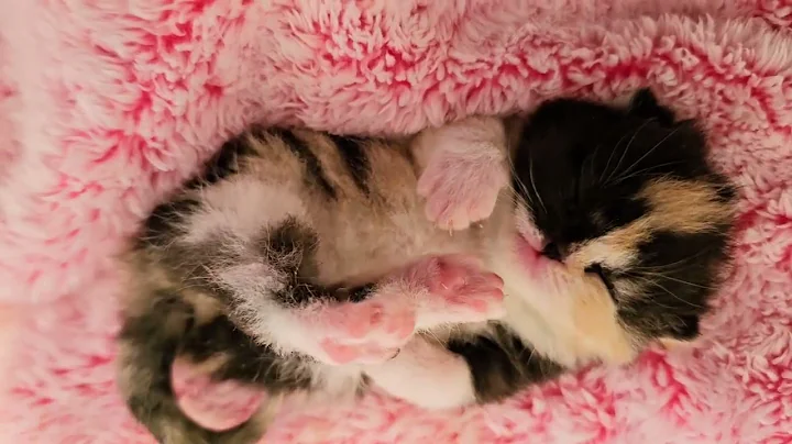Watch the video about She's so tiny and Sweet!! 3HEARTS Persians calico exotic shorthair baby girl!!