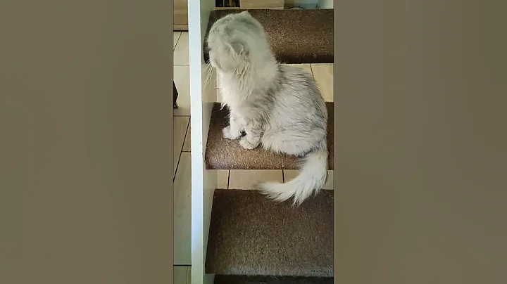 Watch the video about ❤️Esme. #cat #trending #fyp #scottishfold #cats #cute #catlover #funny #kot #koty