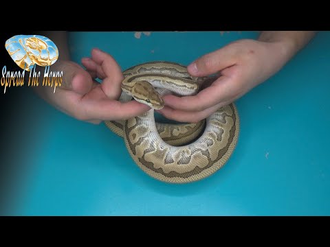2 Tips for Handling Ball Pythons