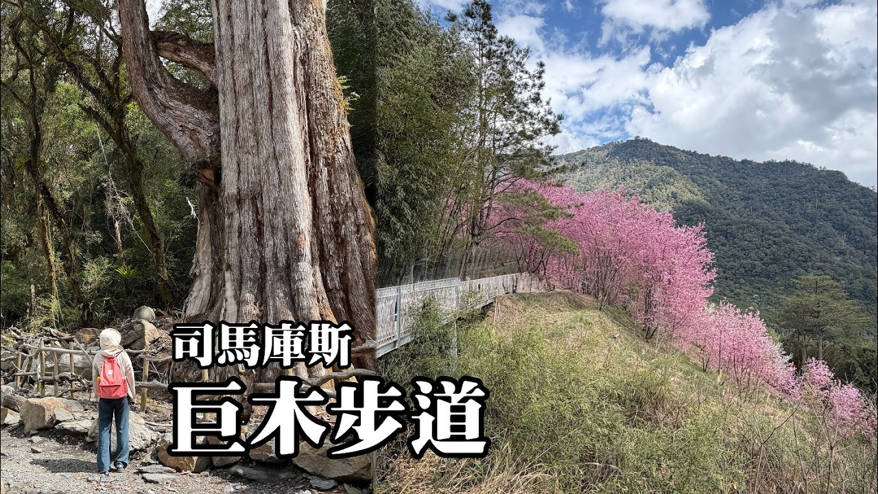 2026司馬庫斯櫻花季最後的燦爛時光、司馬庫斯巨木步道災後復興