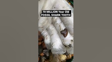 70 MILLION Year Old FOSSIL SHARK TOOTH FIND!