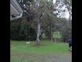 Serene Rainfall (ASMR) #asmr #rainfall #relaxing #nosie #rain #nature