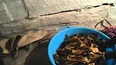 Алтайская деревня