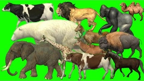 Wild Animal Walking And Running Video | Animals Green Screen | running green screen animals video
