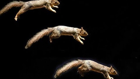 Can "squirrelly" skills be built into robots?