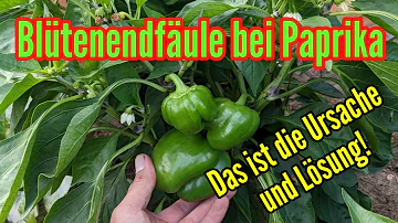 Wann sollte man Paprika nicht essen?