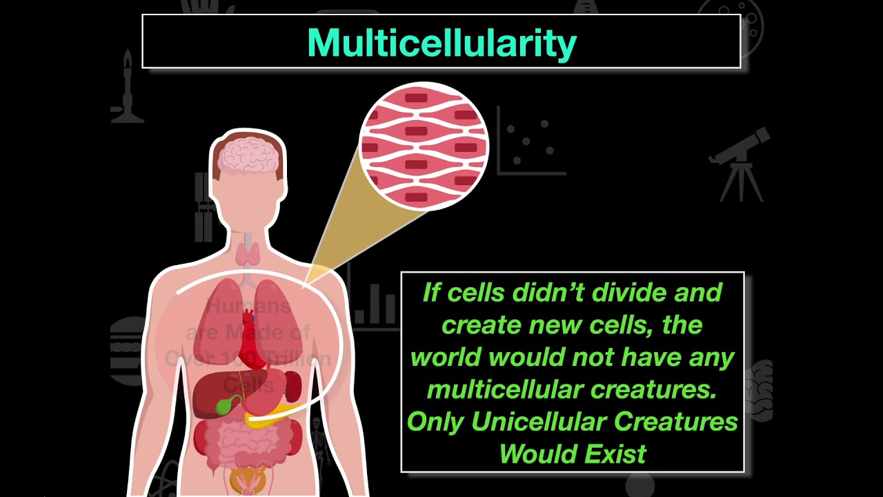 Reasons Cells Divide YouTube