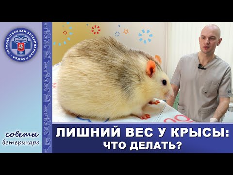 Лишний вес у крысы | На приёме у врача-ратолога