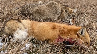 Alberta Coyote Hunt: Redemption Canines #hunting #predator #fun