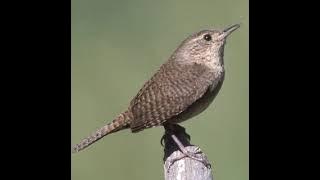 Suara house wren (Troglodytes aedon)