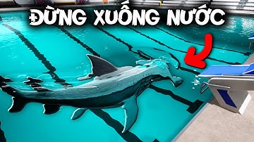 Tôi Gặp CÁ MẬP Trong Hồ Bơi | Sharks and Minnows