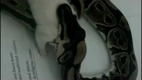 Ball Python Eat Live Rat - part 2