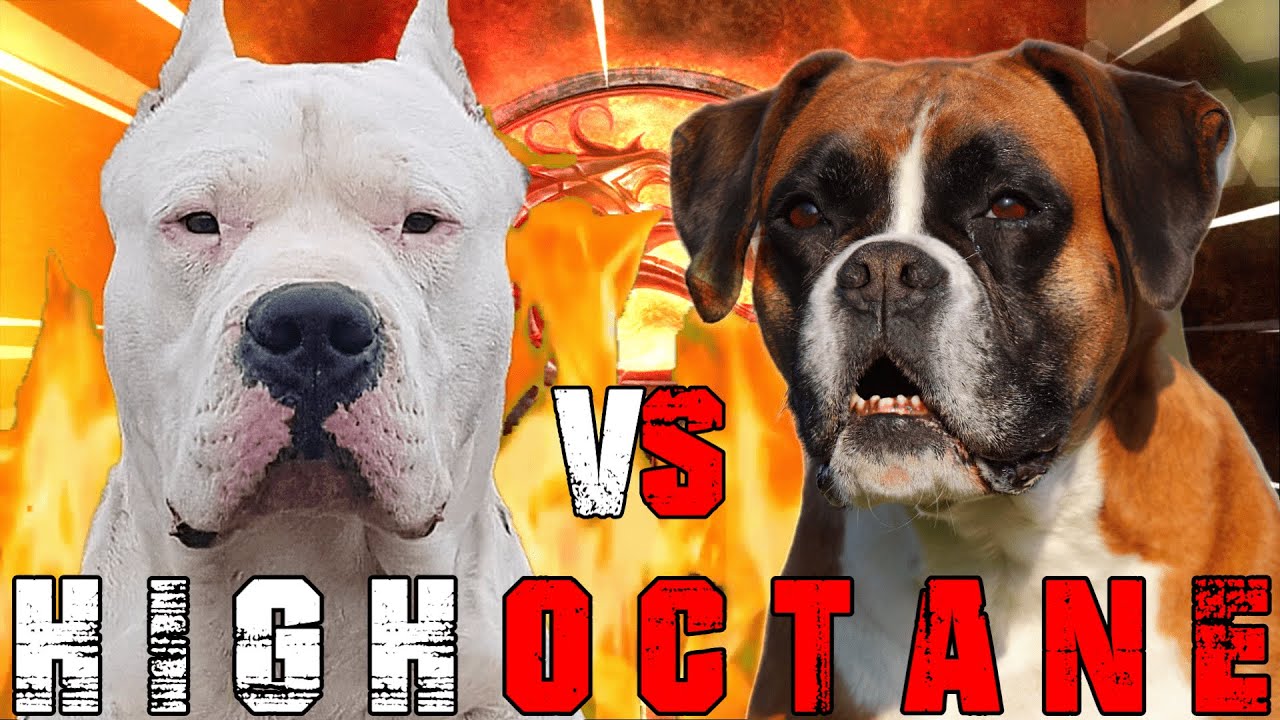 Dogo Argentino Vs Pitbull Pitbull Vs Dogo Argentino Powerful Guard Dog Billa Boyka Youtube