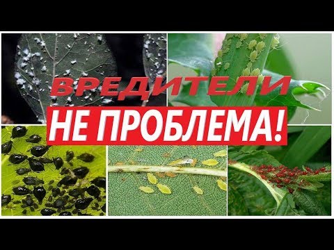 Видео: Лечение вредителей растений жасмина - Борьба с распространенными вредителями жасмина