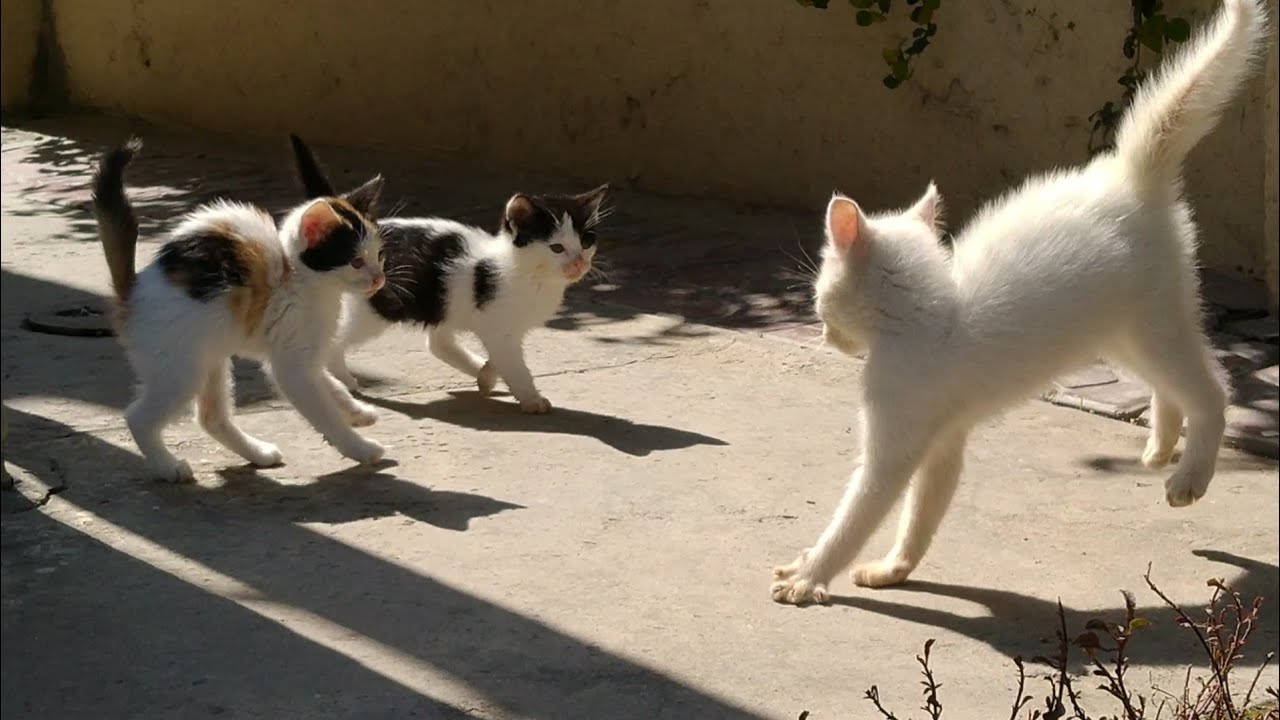 Abandoned Kittens Forgetting Their Mother Cat After Finding New Family ...