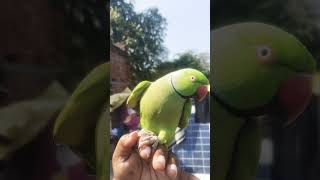 Parrot Talking #parrot #talkingparot