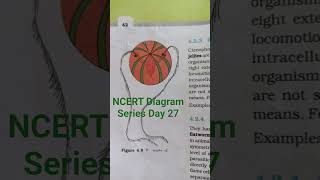 NCERT Diagram Series Day 27 #neet #neetaspirantpankaj #shorts