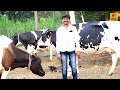 दुध व्यवसायातून महिना 50 हजार कमवतात तेही फक्त 14 गायीतुन | माहिती व मुलाखत | Dairy farm documentary