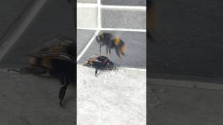 Bring A Bee Back To Life