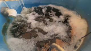 Concerning Fish Behavior - Tilapia Not Eating in the Aquaponic System